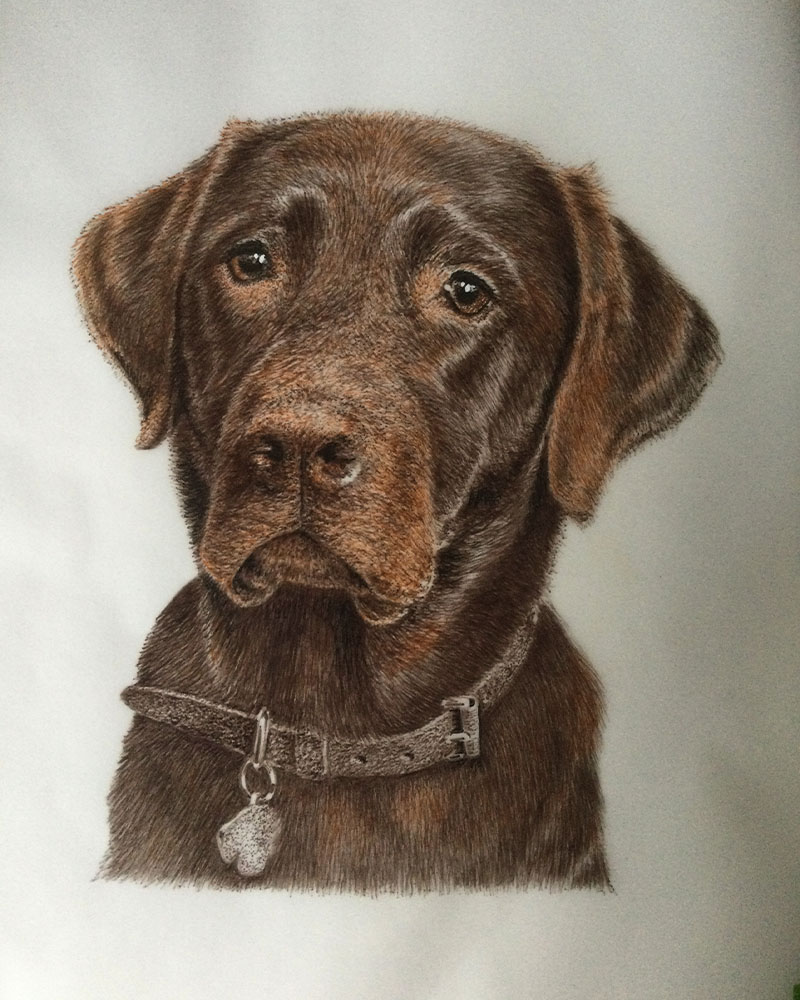 Fine Line Drawing – Chocolate Lab