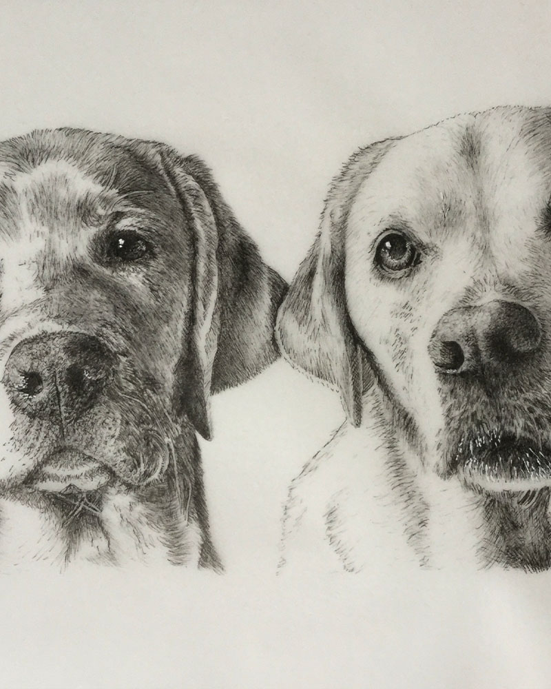 Fine Line Drawing – Retrievers