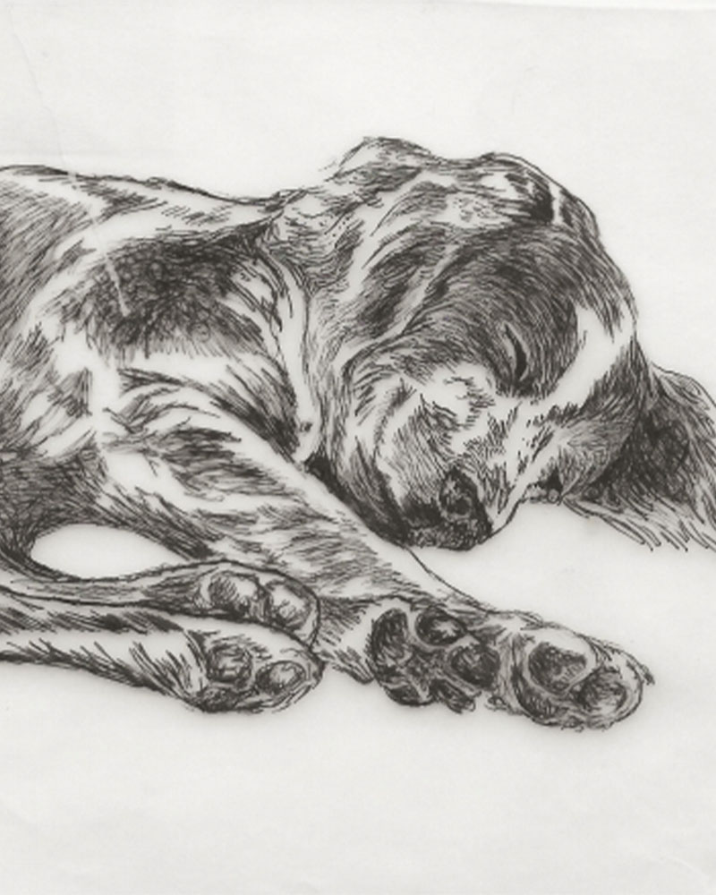 Fine Line Drawing – Sleeping Spaniel