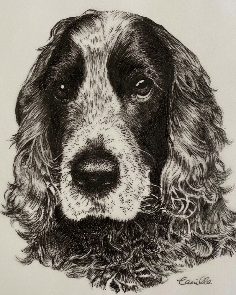 Fine Line Drawing – Spaniel