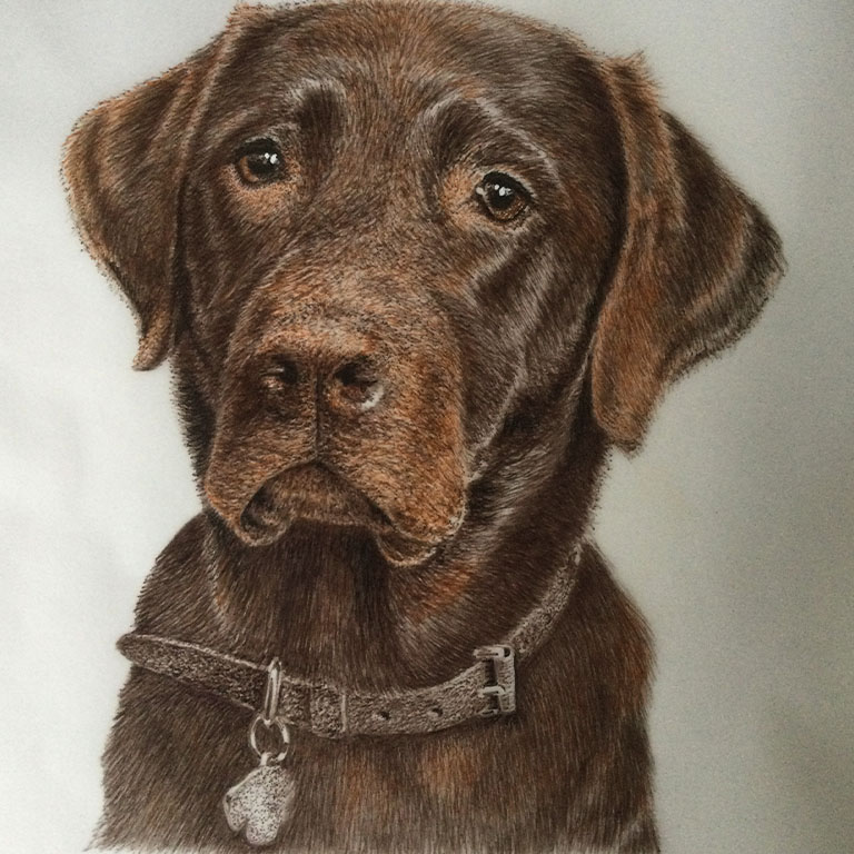 Fine Line Drawing – Chocolate Lab