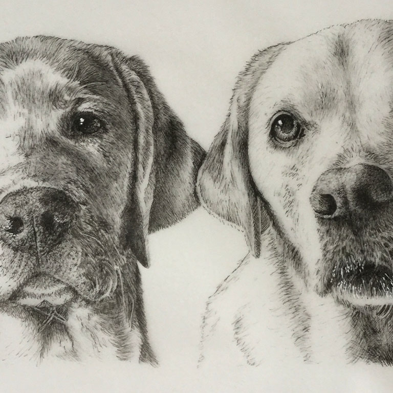 Fine Line Drawing – Retrievers