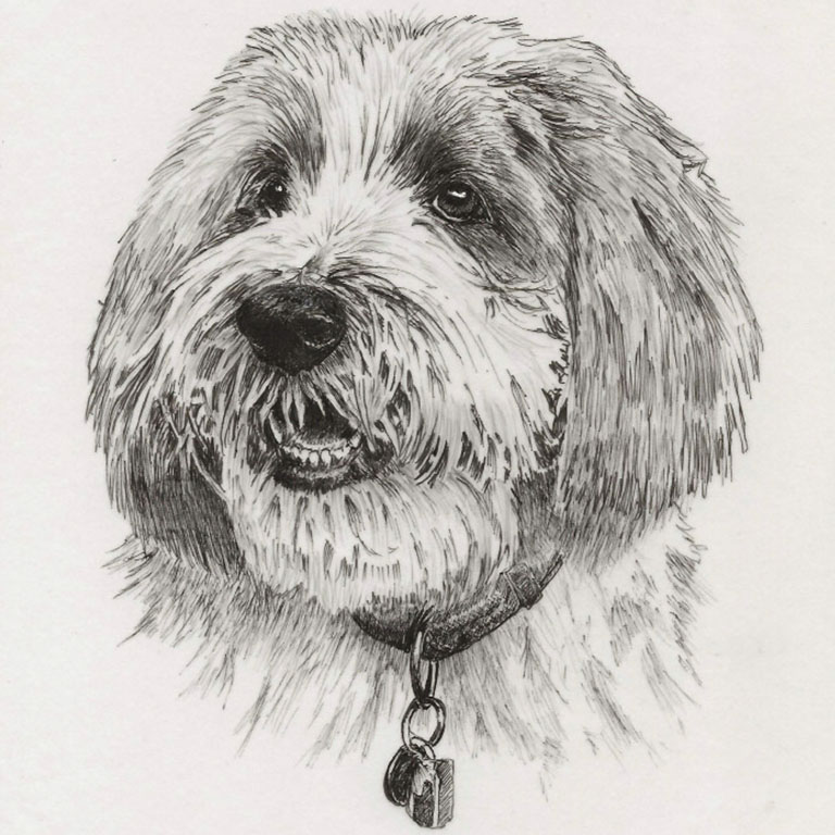 Fine Line Drawing – Rufus