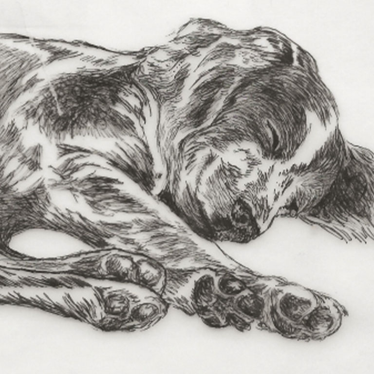 Fine Line Drawing – Spaniel