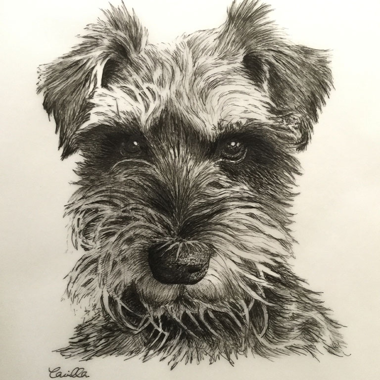 Fine Line Drawing – Small Terrier 1