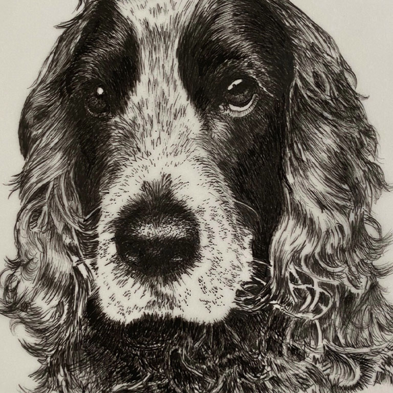 Fine Line Drawing – Spaniel