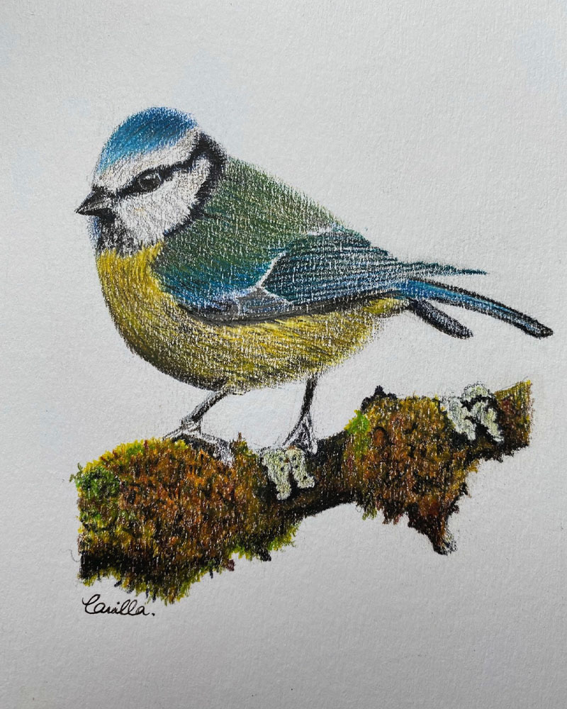 Wildlife – Bluetit