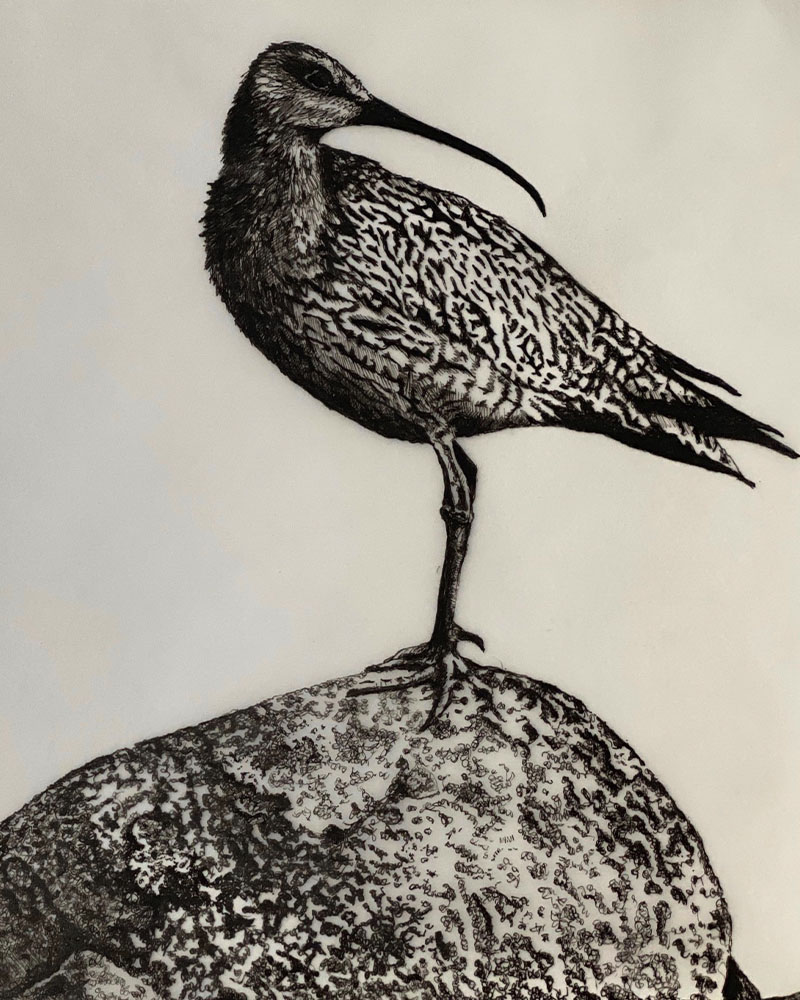 Wildlife – Curlew