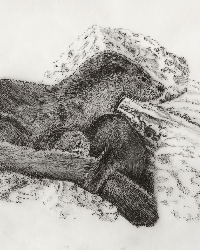 Wildlife – Otter