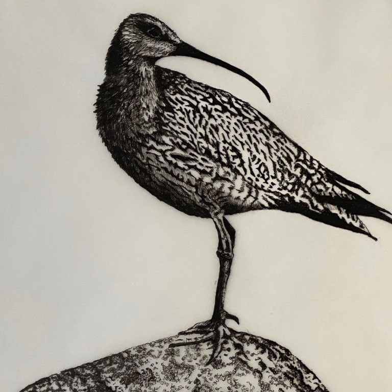 Wildlife – Curlew