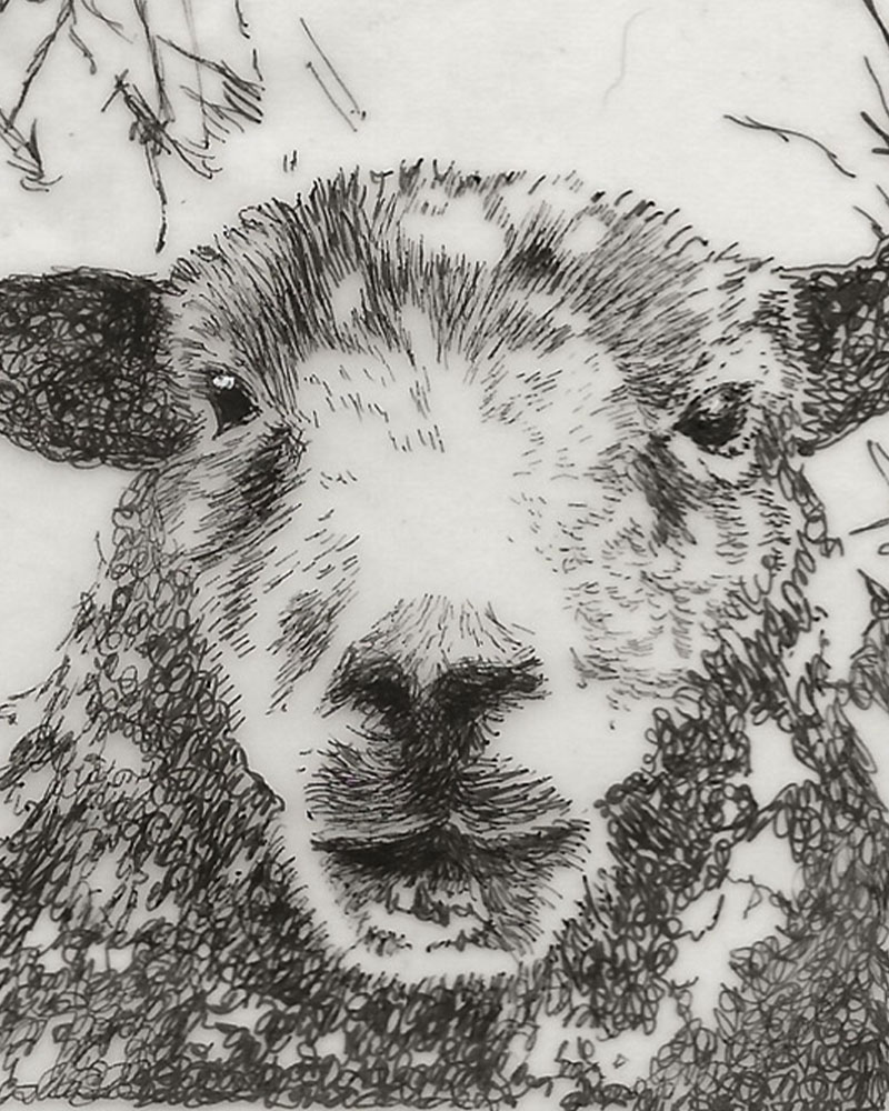 Fine Line Drawing – Herdwick Sheep