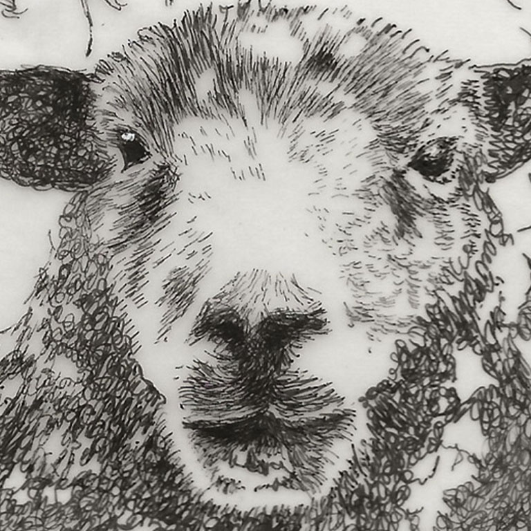 Fine Line Drawing – Herdwick Sheep
