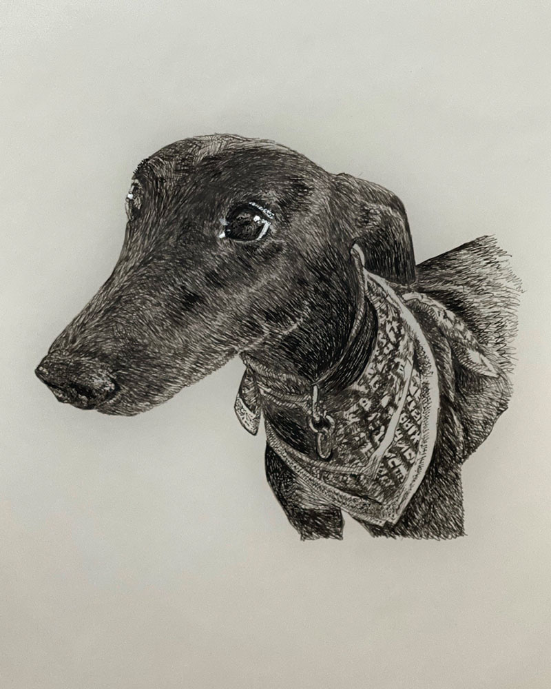 Fine Line Drawing – Whippet