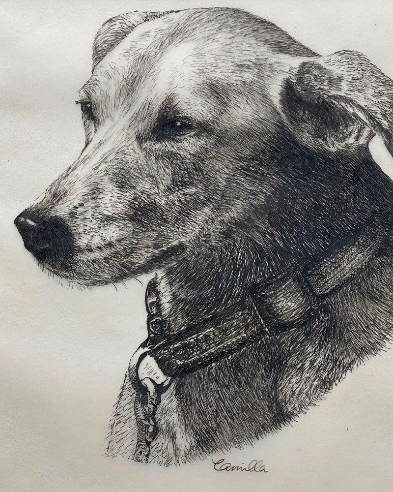 Fine Line Drawing – Dog 3