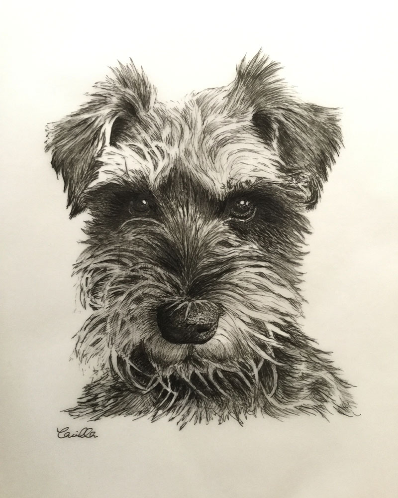 Fine Line Drawing – Small Terrier 1