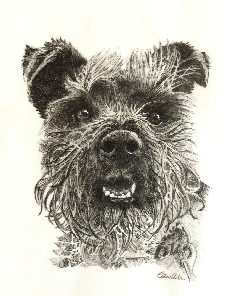 Fine Line Drawing – Small Terrier 2