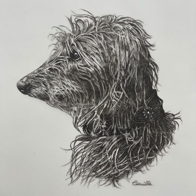 Fine Line Drawing – Greyhound