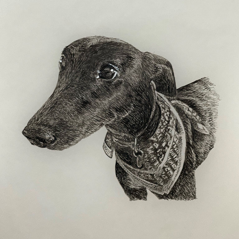 Fine Line Drawing – Whippet