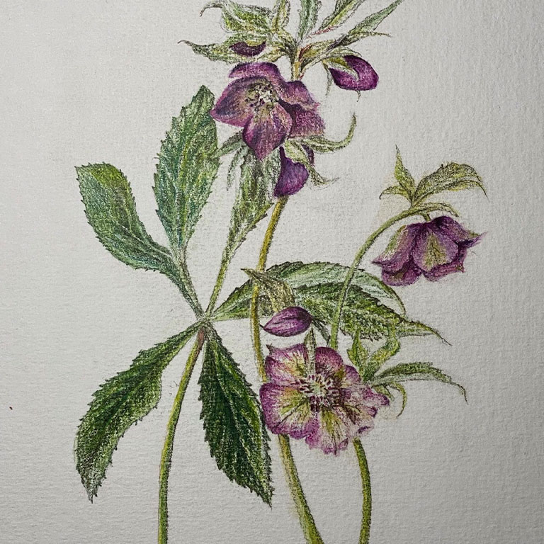 Watercolour Painting – Purple Flowers