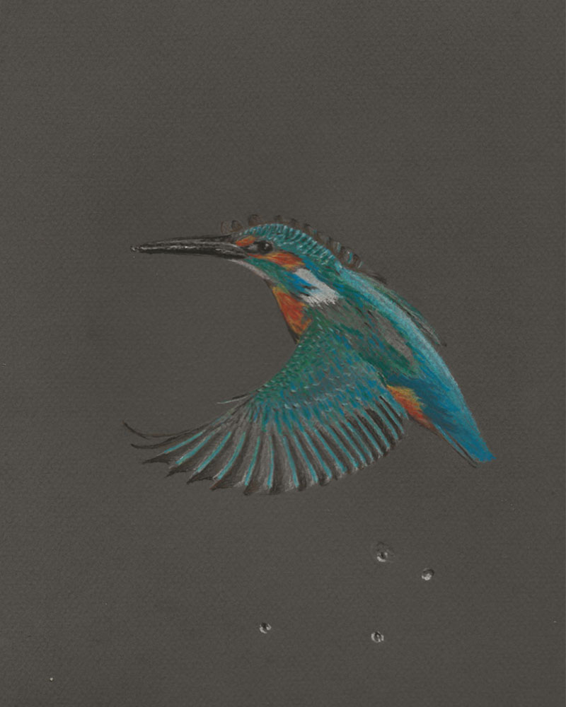 Wildlife – Kingfisher