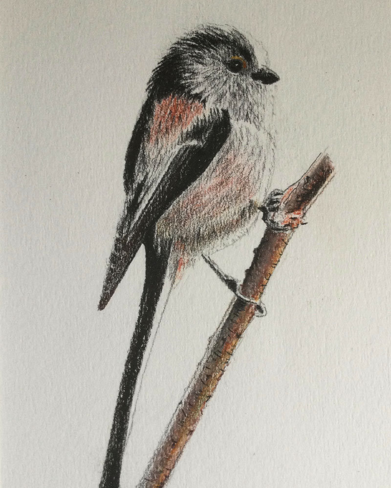 Wildlife – Small Red Bird