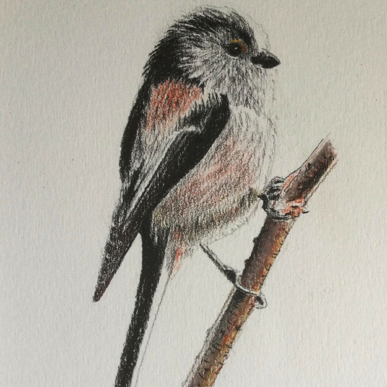 Wildlife – Small Red Bird